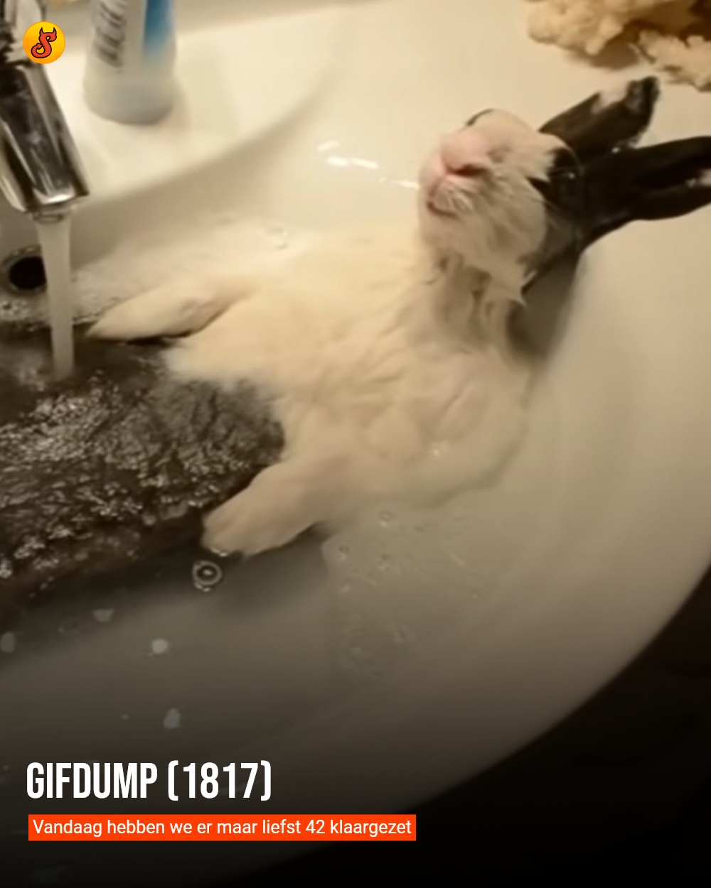 Gifdump (1817)