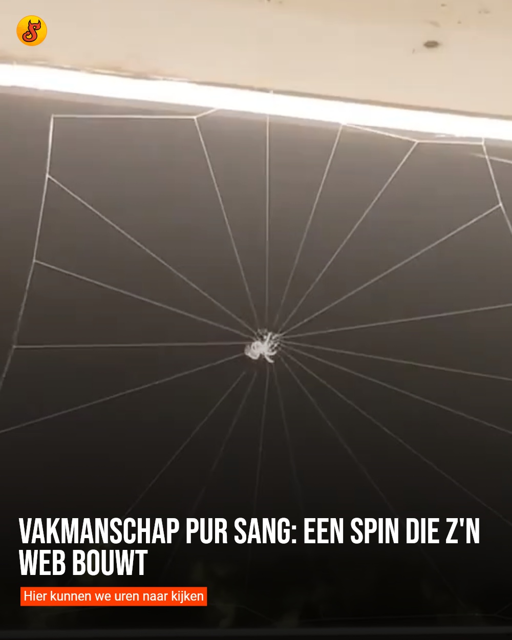 Vakmanschap pur sang: Een spin die z'n web bouwt