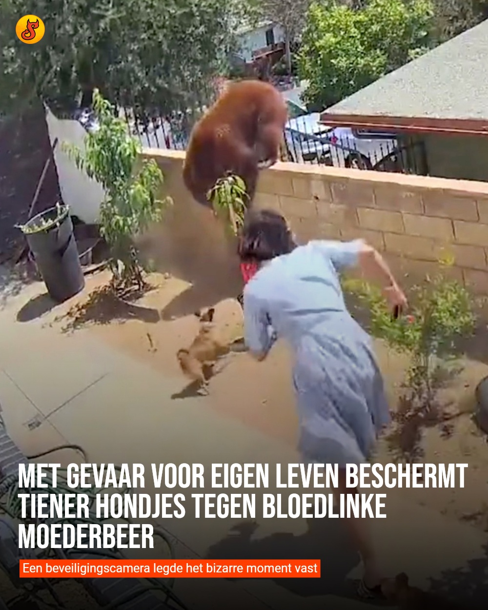 Met gevaar voor eigen leven beschermt tiener hondjes tegen bloedlinke moederbeer