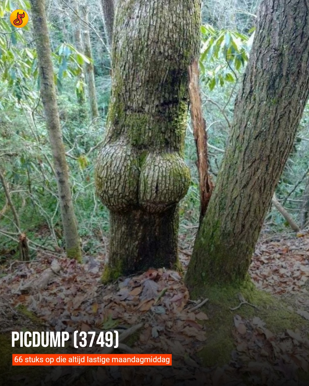 Picdump (3749)