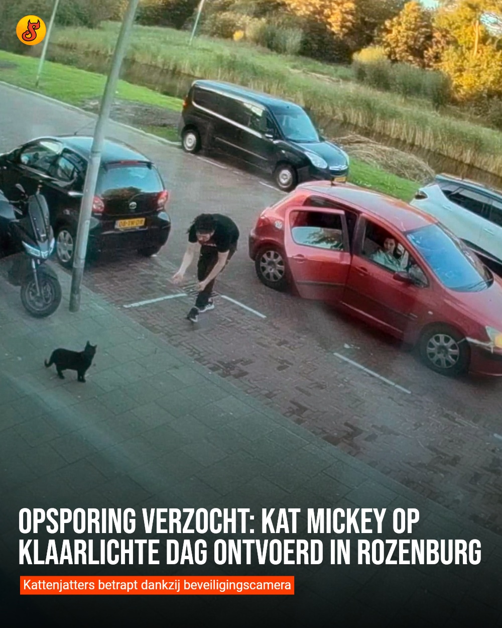 Opsporing verzocht: Kat Mickey op klaarlichte dag ontvoerd in Rozenburg