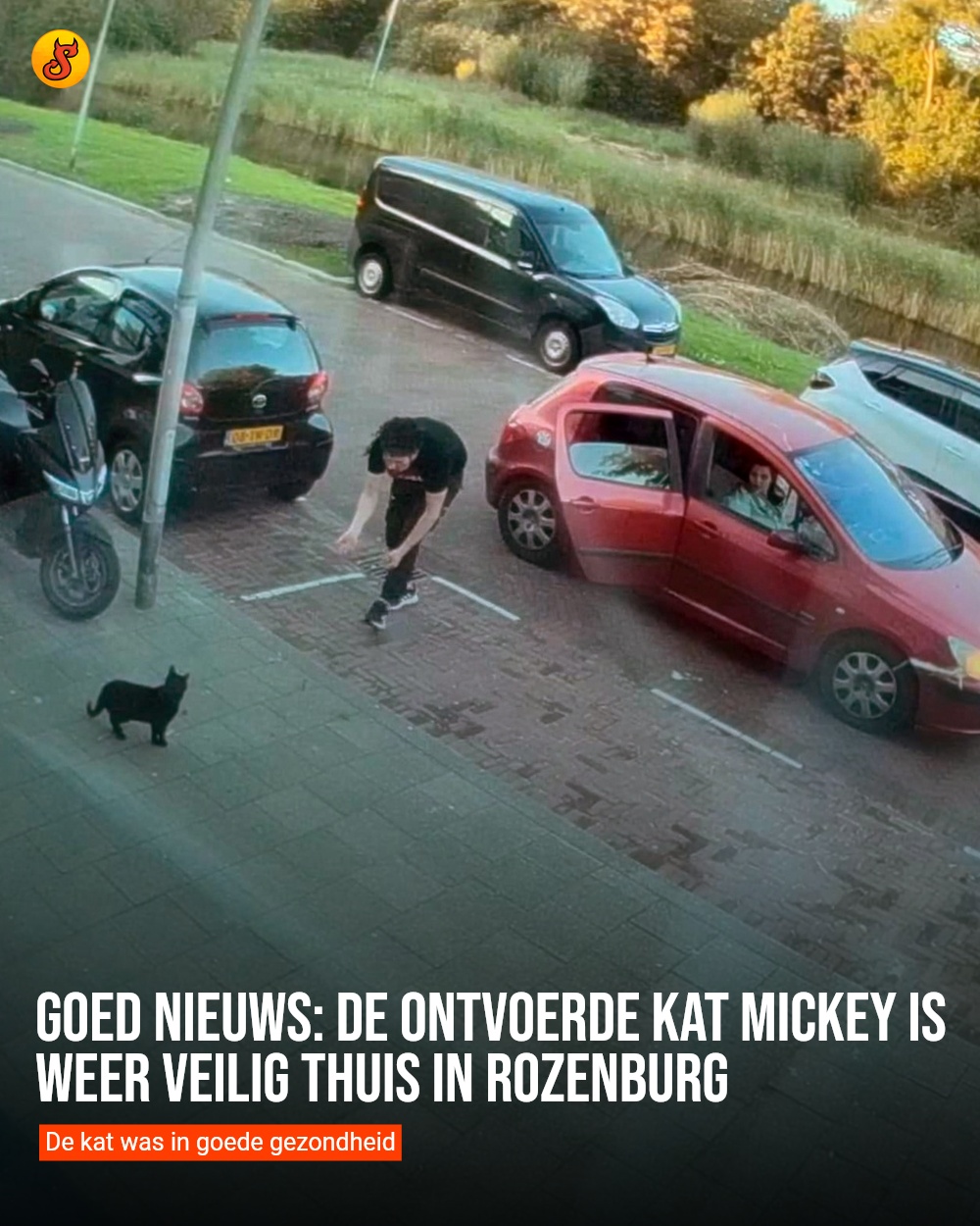 Goed nieuws: De ontvoerde kat Mickey is weer veilig thuis in Rozenburg