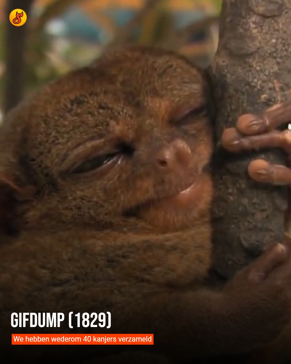 Gifdump (1829)