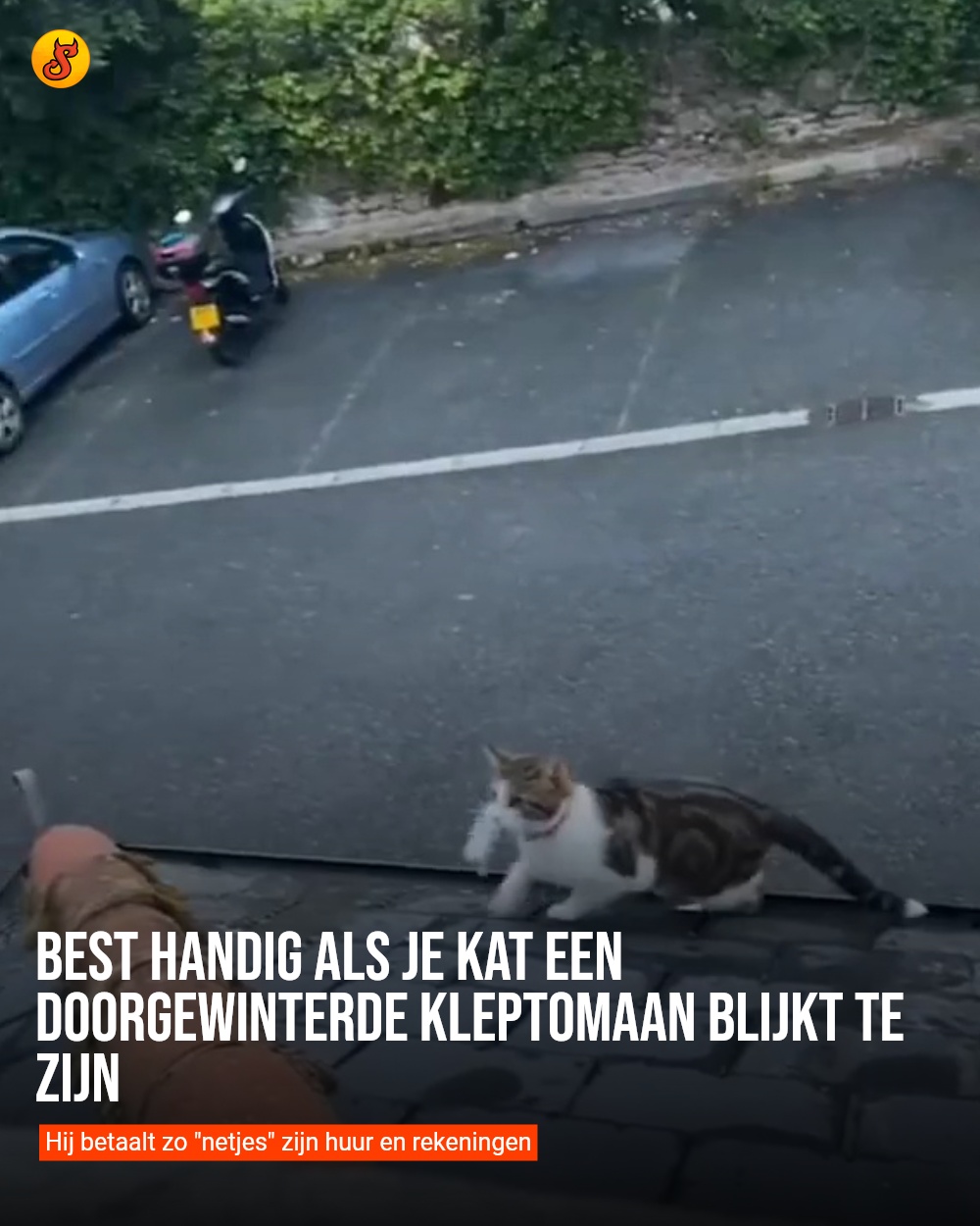 Best handig als je kat een doorgewinterde kleptomaan blijkt te zijn