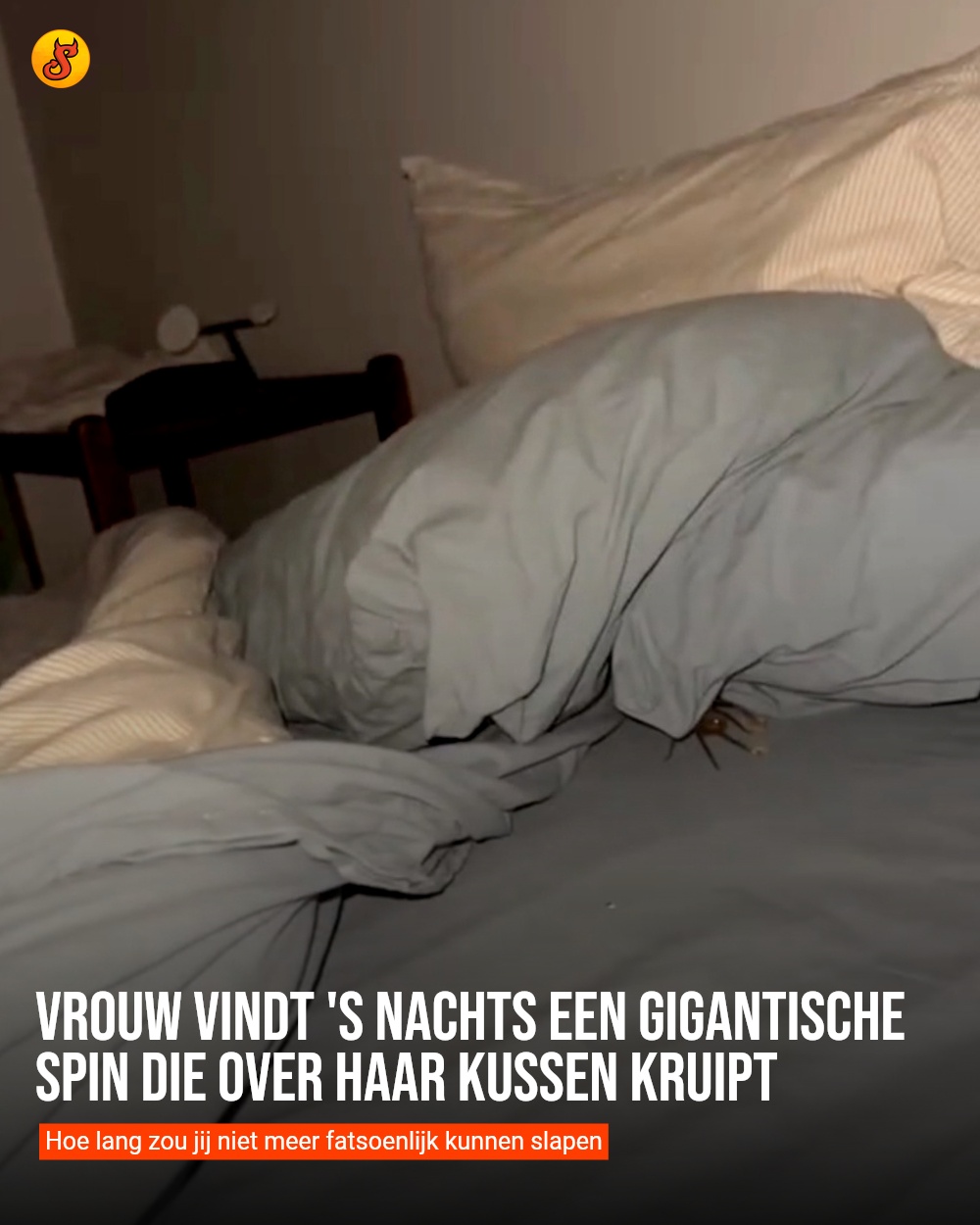 Vrouw vindt 's nachts een gigantische spin die over haar kussen kruipt