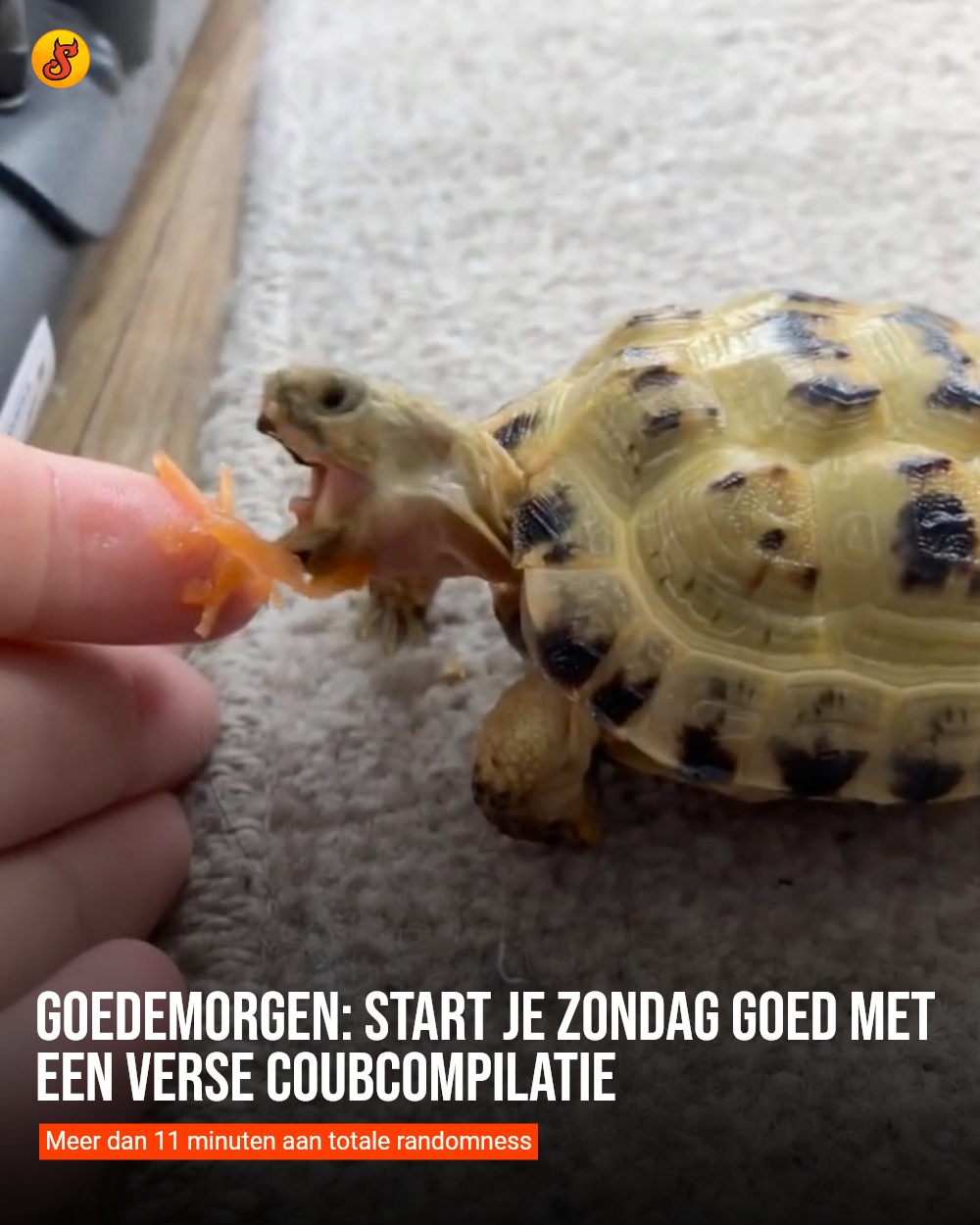 Goedemorgen: Start je zondag goed met een verse coubcompilatie