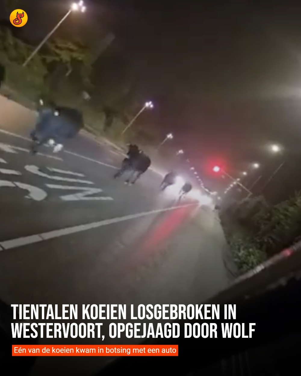 Tientalen koeien losgebroken in Westervoort, opgejaagd door wolf