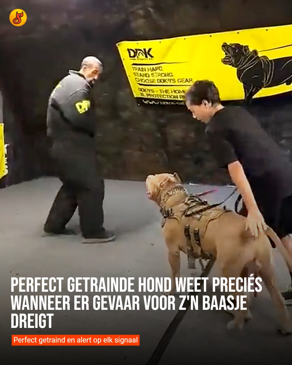 Perfect getrainde hond weet preciés wanneer er gevaar voor z'n baasje dreigt