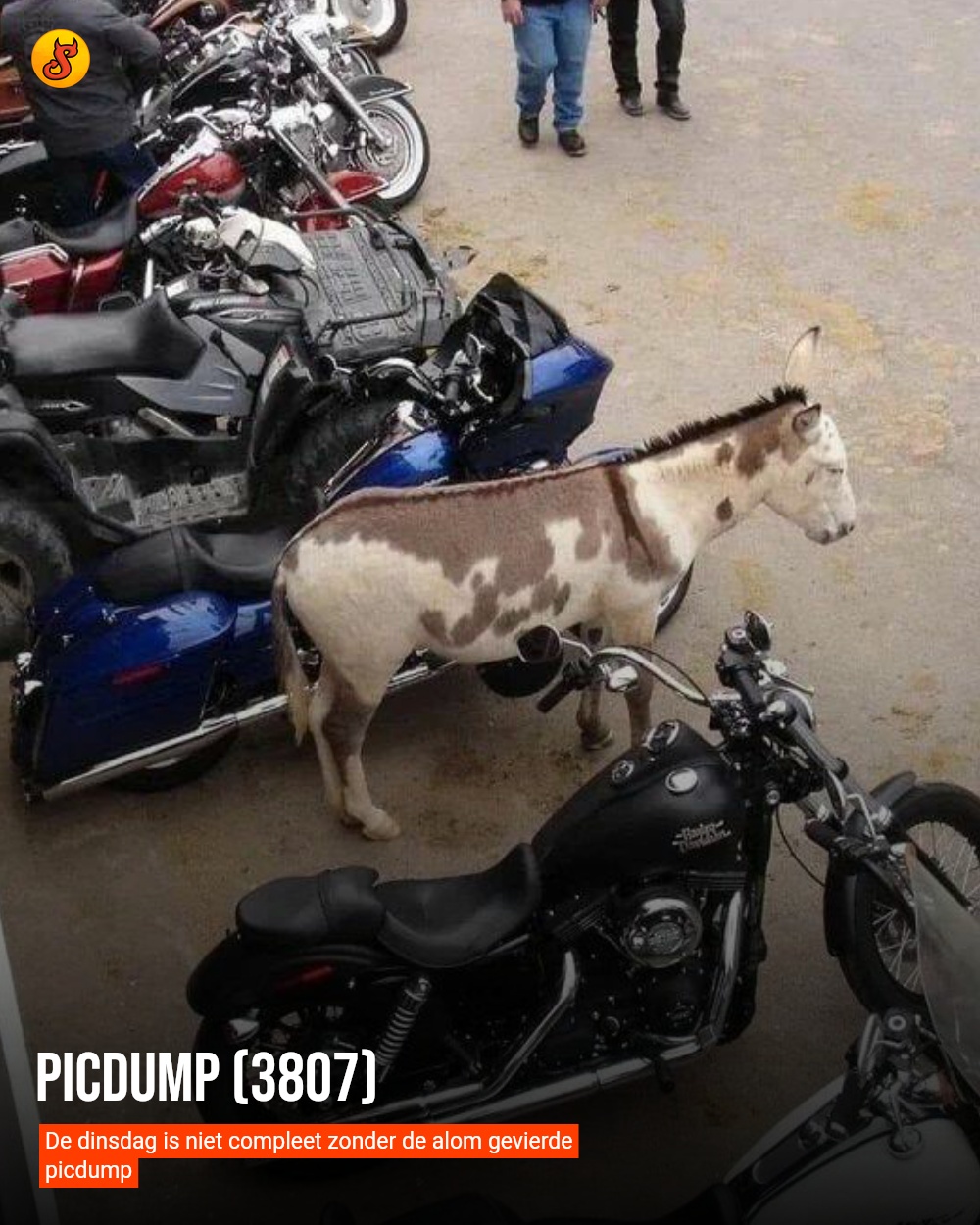 Picdump (3807)