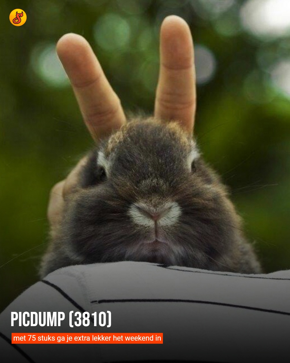 Picdump (3810)
