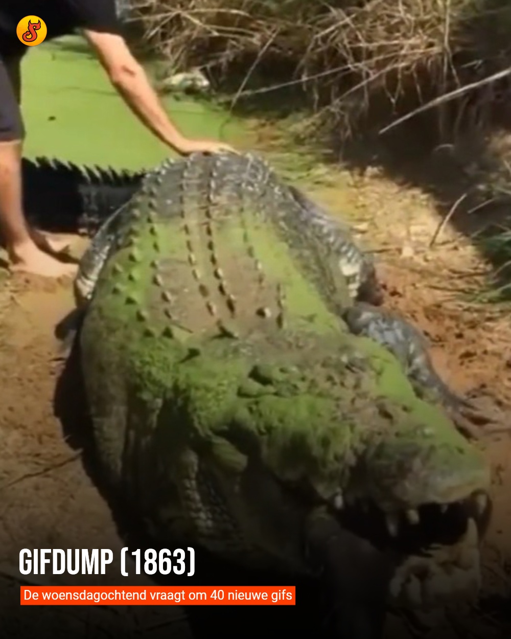 Gifdump (1863)