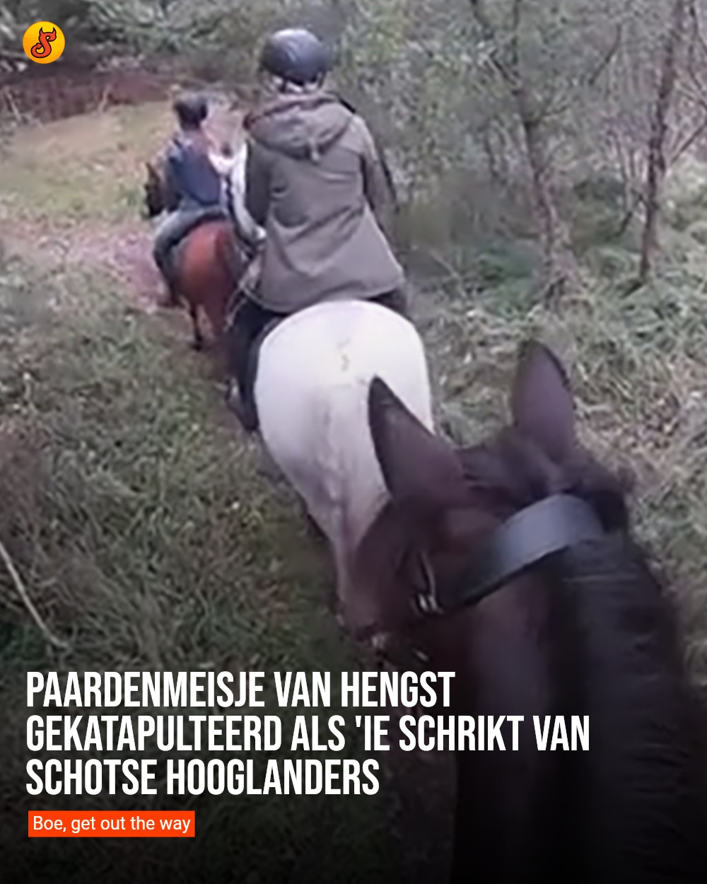 Paardenmeisje van hengst gekatapulteerd als 'ie schrikt van Schotse Hooglanders