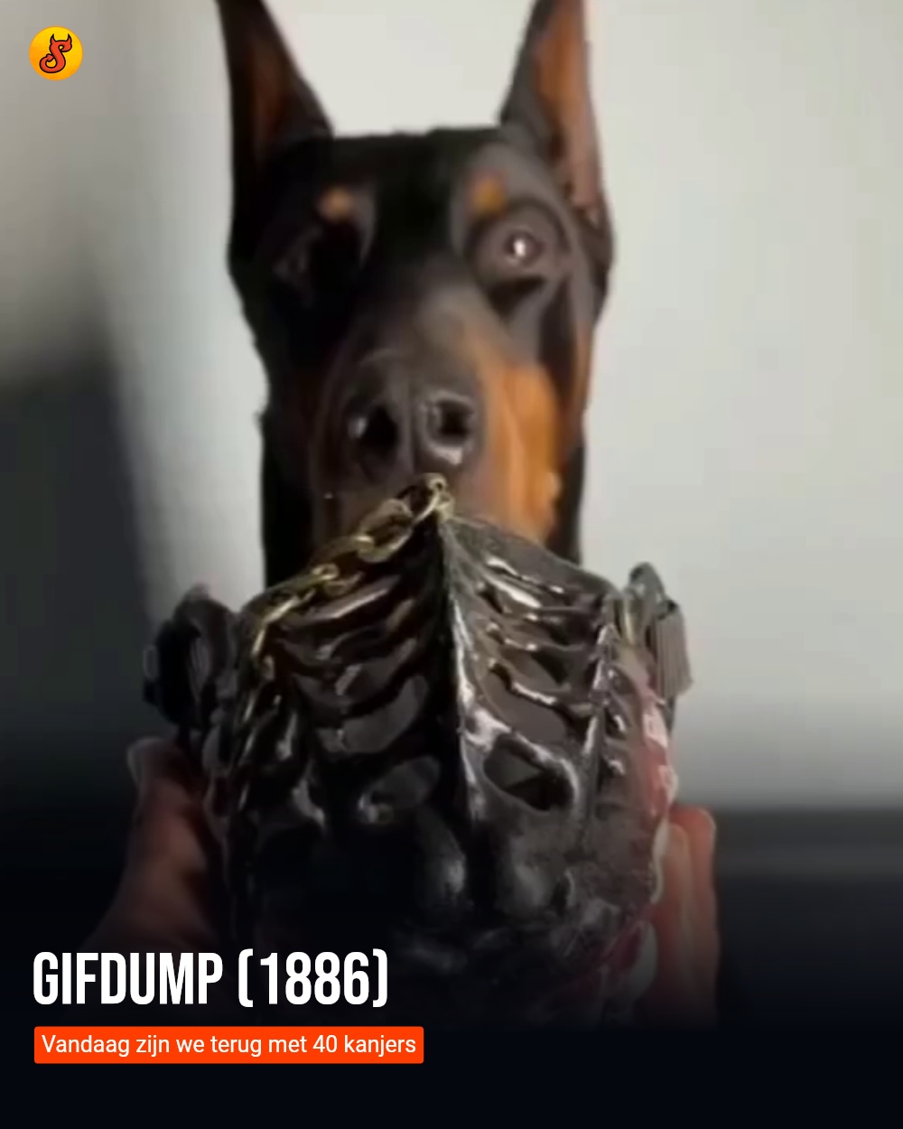 Gifdump (1886)