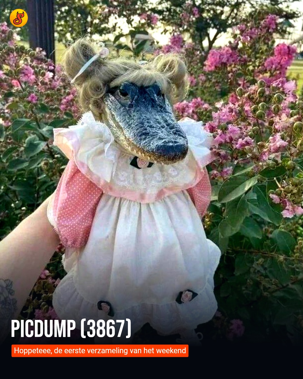 Picdump (3867)