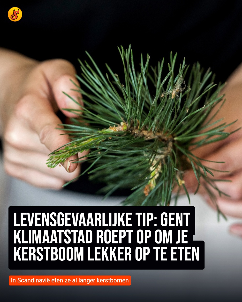 Levensgevaarlijke tip: Gent Klimaatstad roept op om je kerstboom lekker op te eten