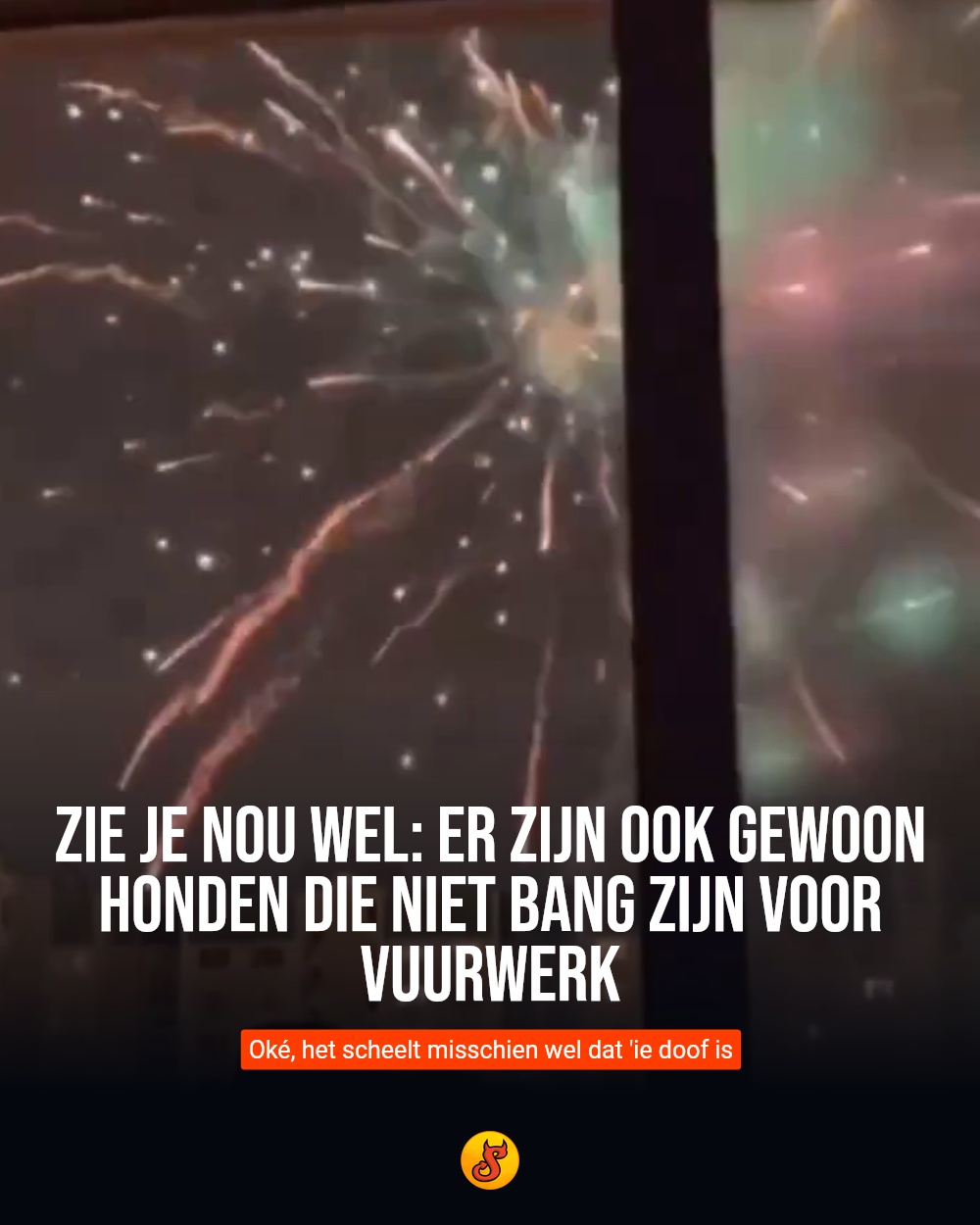 Zie je nou wel: Er zijn ook gewoon honden die niet bang zijn voor vuurwerk