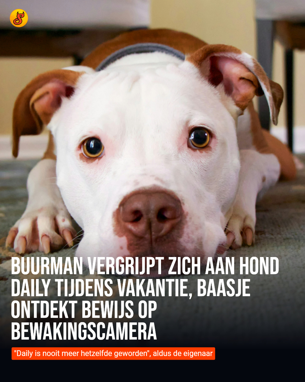 Buurman vergrijpt zich aan hond Daily tijdens vakantie, baasje ontdekt bewijs op bewakingscamera