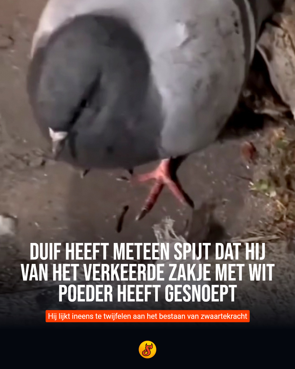 Duif heeft meteen spijt dat hij van het verkeerde zakje met wit poeder heeft gesnoept