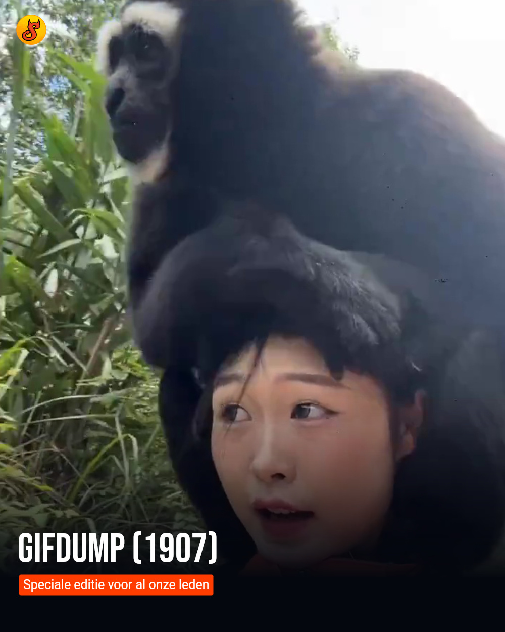 Gifdump (1907)