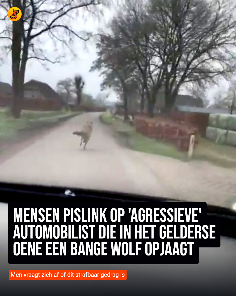 Mensen pislink op 'agressieve' automobilist die in het Gelderse Oene een bange wolf opjaagt