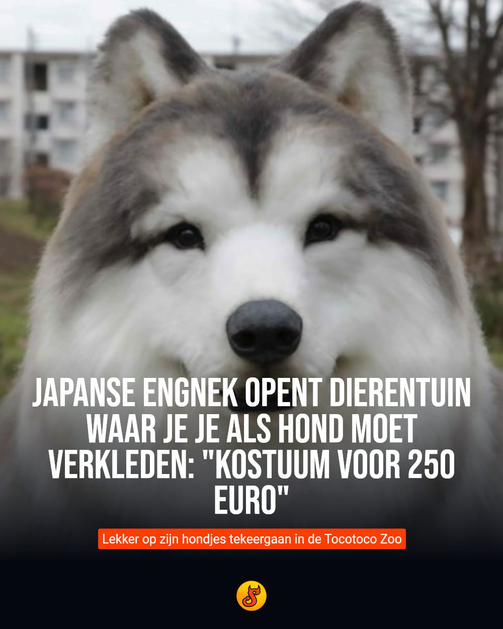 Japanse engnek opent dierentuin waar je je als hond moet verkleden: "Kostuum voor 250 euro"