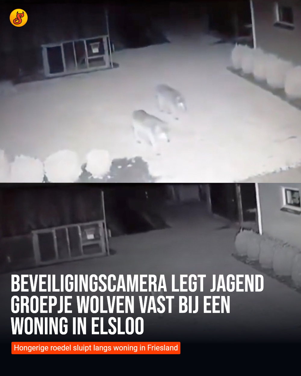 Beveiligingscamera legt jagend groepje wolven vast bij een woning in Elsloo