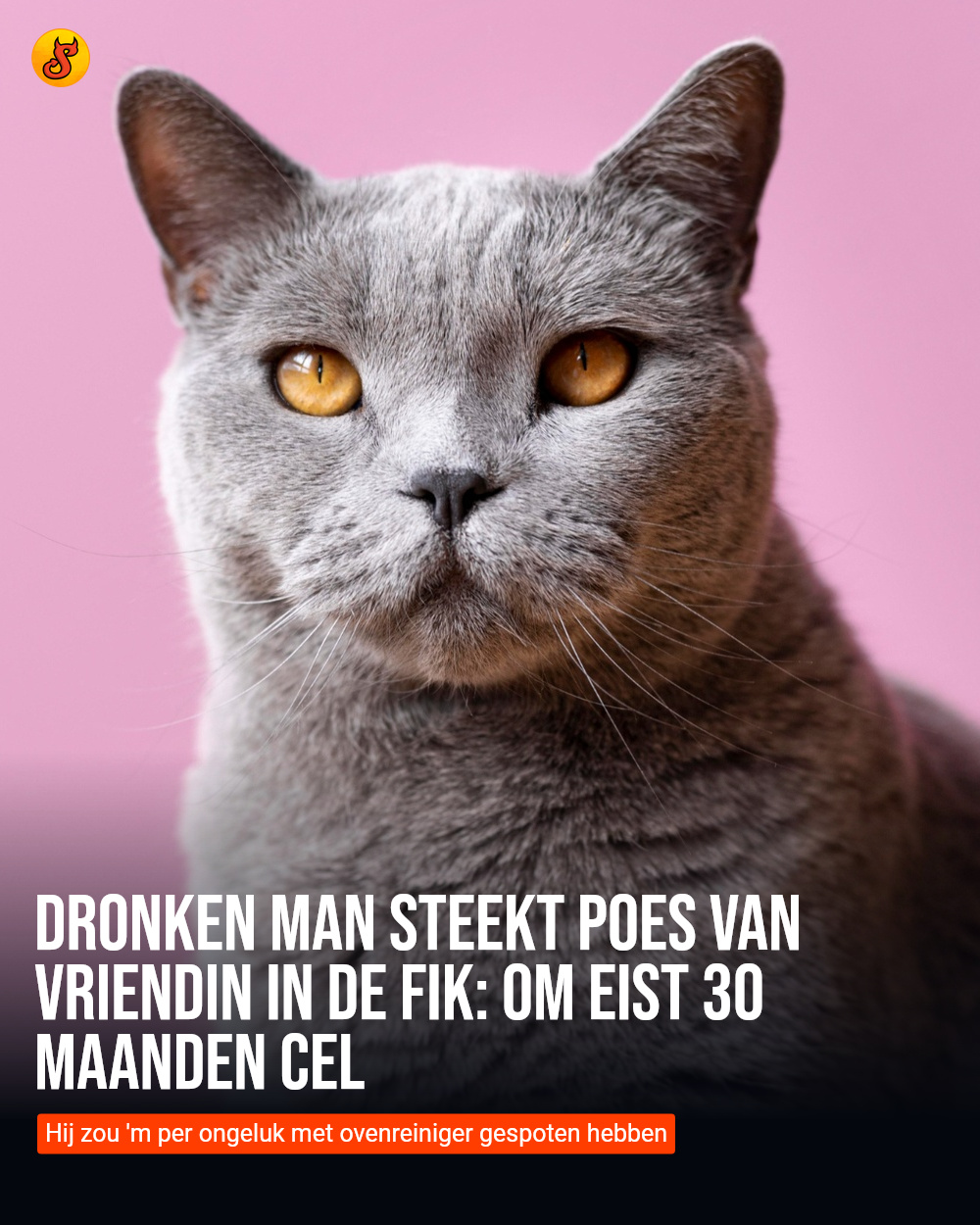 Dronken man steekt poes van vriendin in de fik: OM eist 30 maanden cel