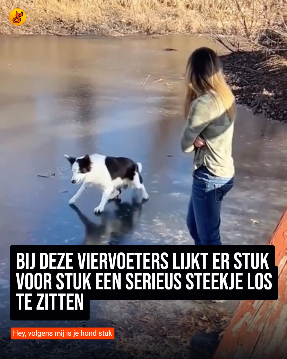 Bij deze viervoeters lijkt er stuk voor stuk een serieus steekje los te zitten