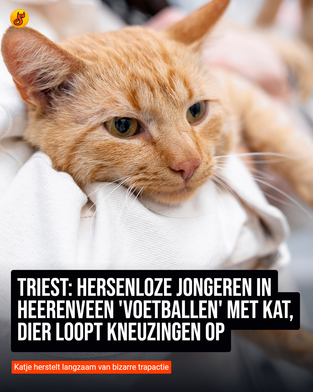 Triest: Hersenloze jongeren in Heerenveen 'voetballen' met kat, dier loopt kneuzingen op