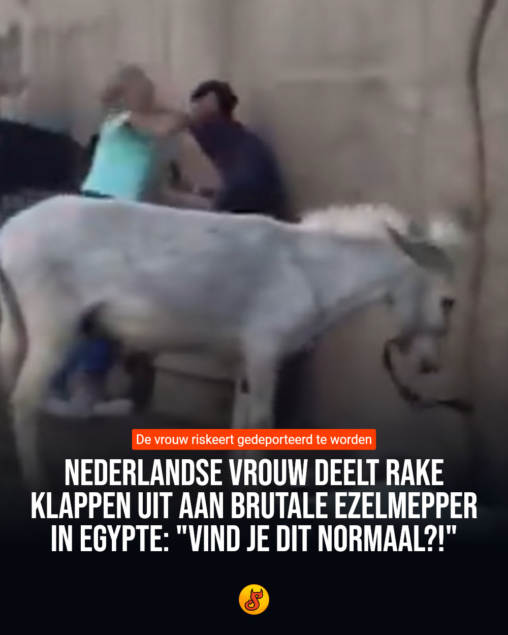 Nederlandse vrouw deelt rake klappen uit aan brutale ezelmepper in Egypte: "Vind je dit normaal?!"