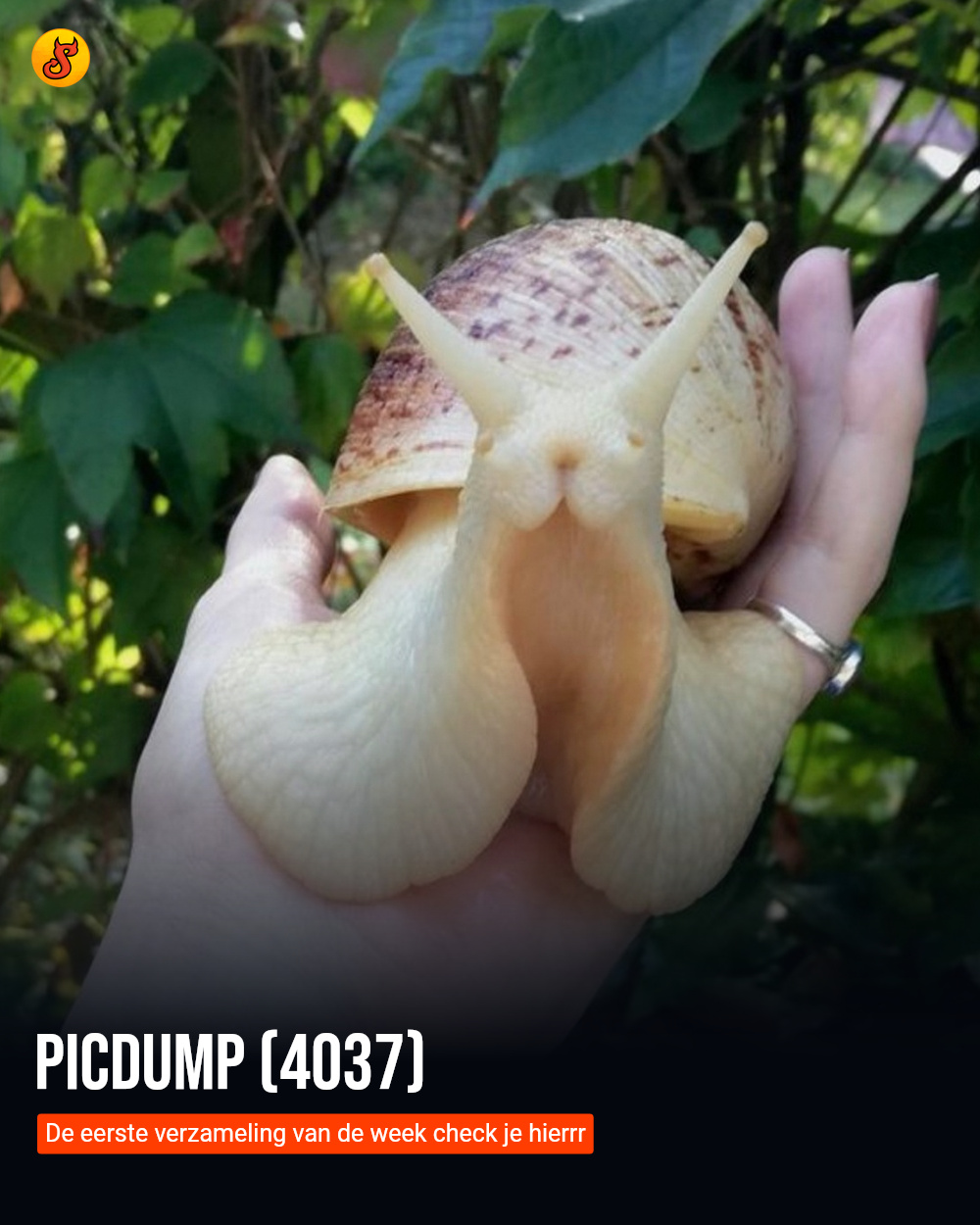 Picdump (4037)