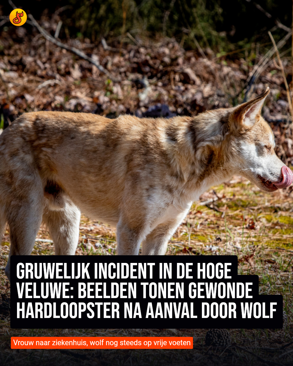 Gruwelijk incident in De Hoge Veluwe: beelden tonen gewonde hardloopster na aanval door wolf