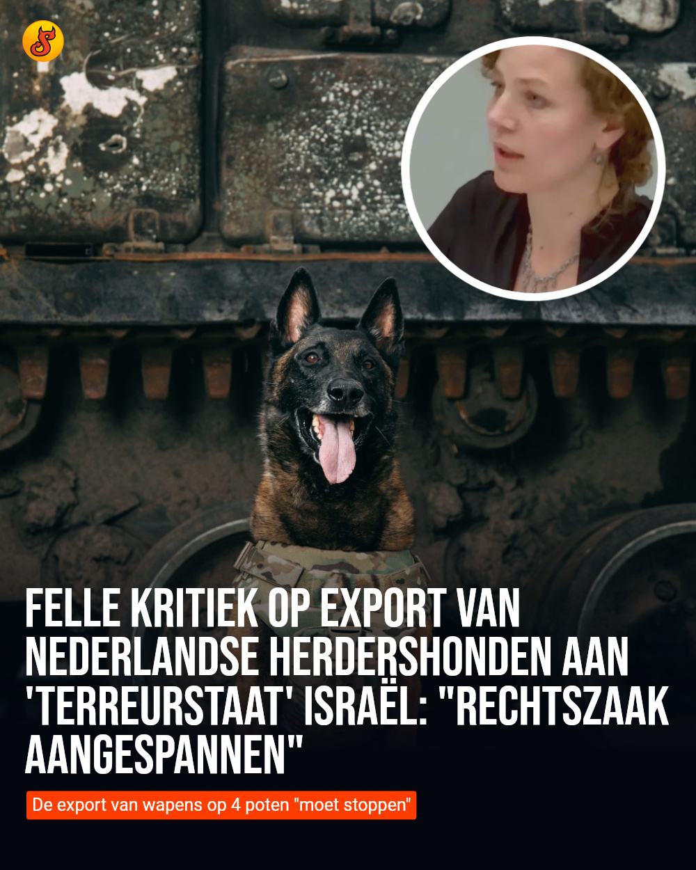 Felle kritiek op export van Nederlandse herdershonden aan 'terreurstaat' Israël: "Rechtszaak aangespannen"