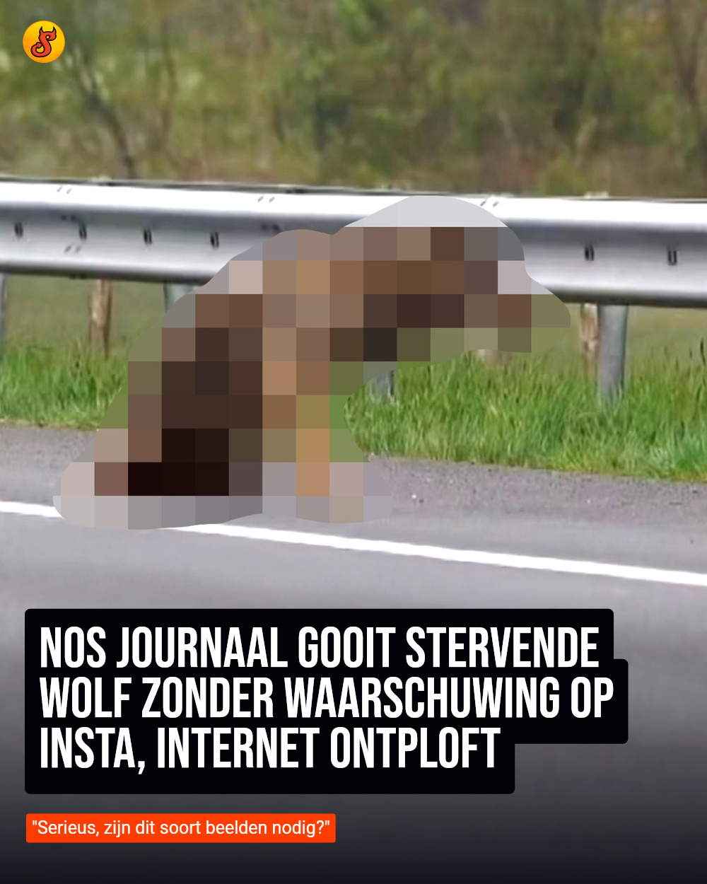 NOS Journaal gooit stervende wolf zonder waarschuwing op Insta, internet ontploft
