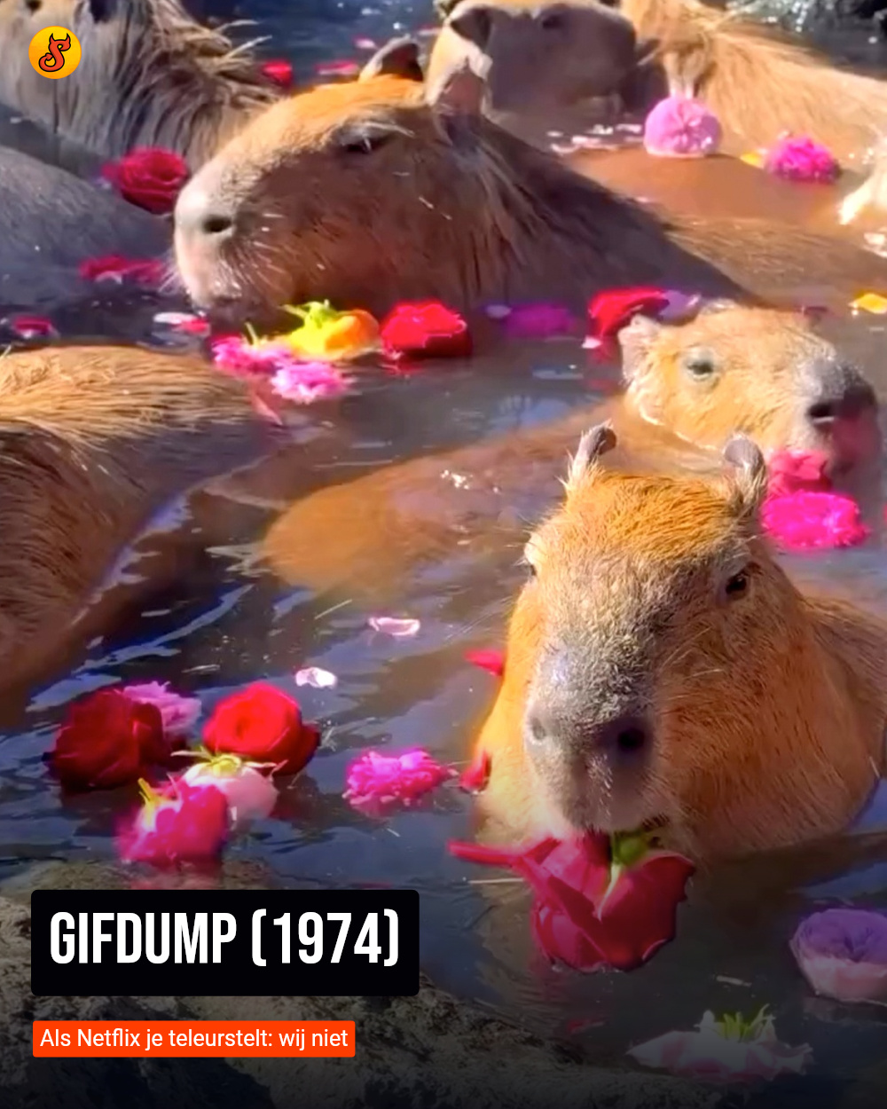 Gifdump (1974)
