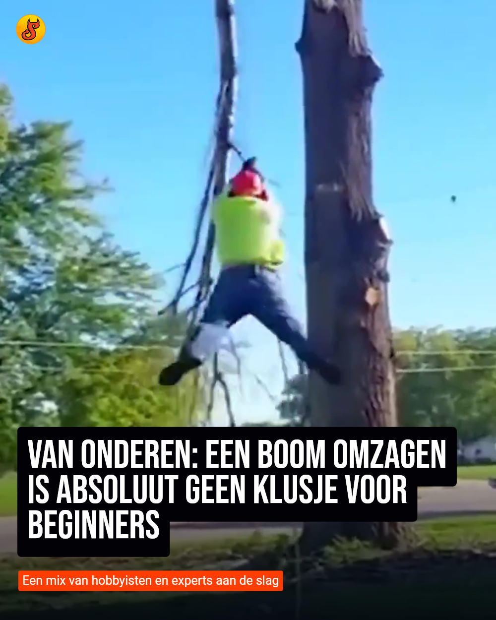 Van onderen: Een boom omzagen is absoluut geen klusje voor beginners