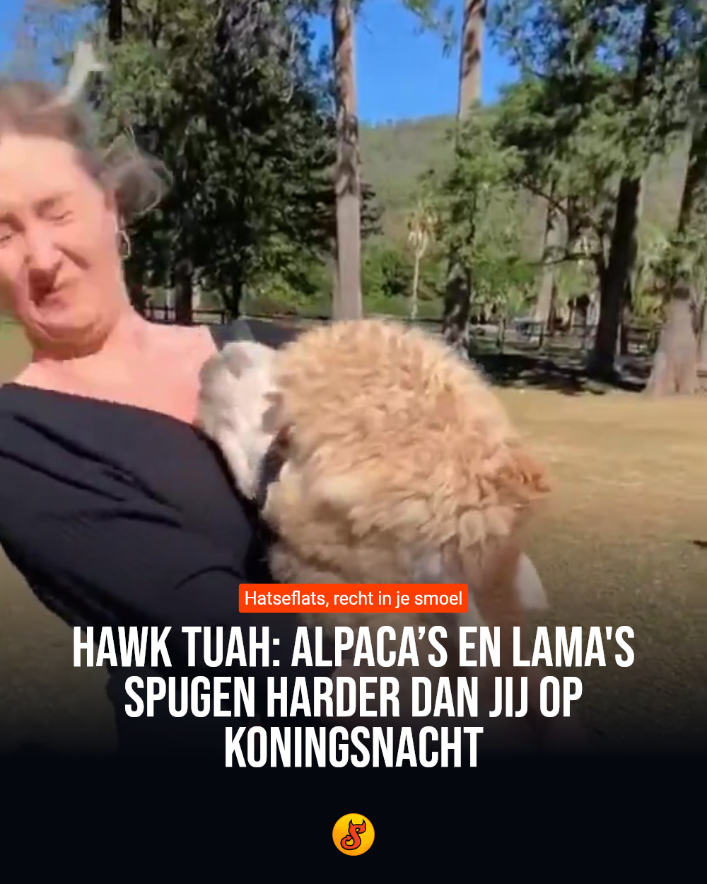 Hawk tuah: Alpaca’s en lama's spugen harder dan jij op Koningsnacht
