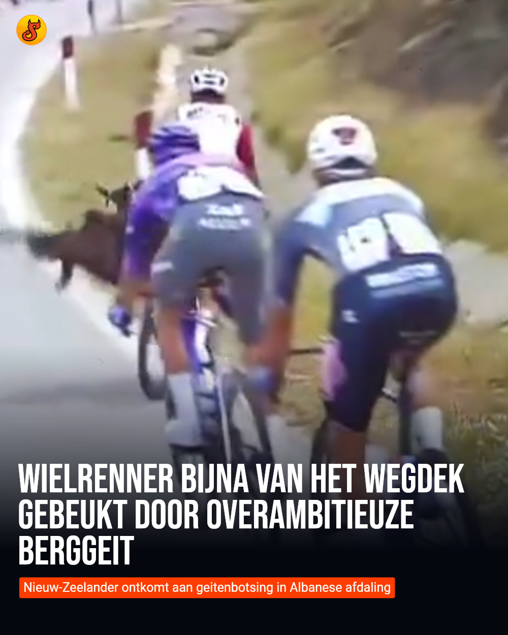 Wielrenner bijna van het wegdek gebeukt door overambitieuze berggeit