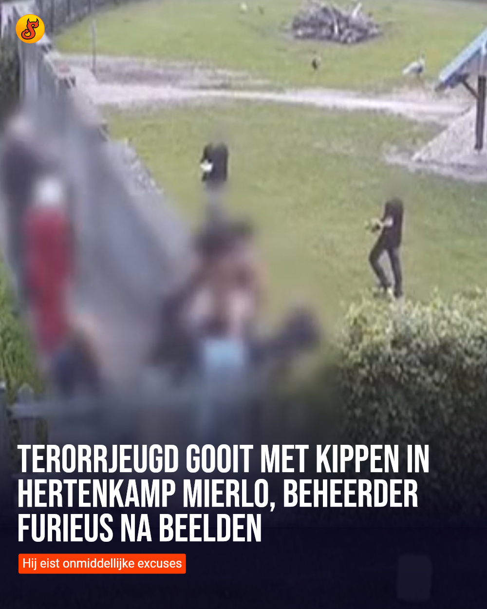 Terorrjeugd gooit met kippen in Hertenkamp Mierlo, beheerder furieus na beelden