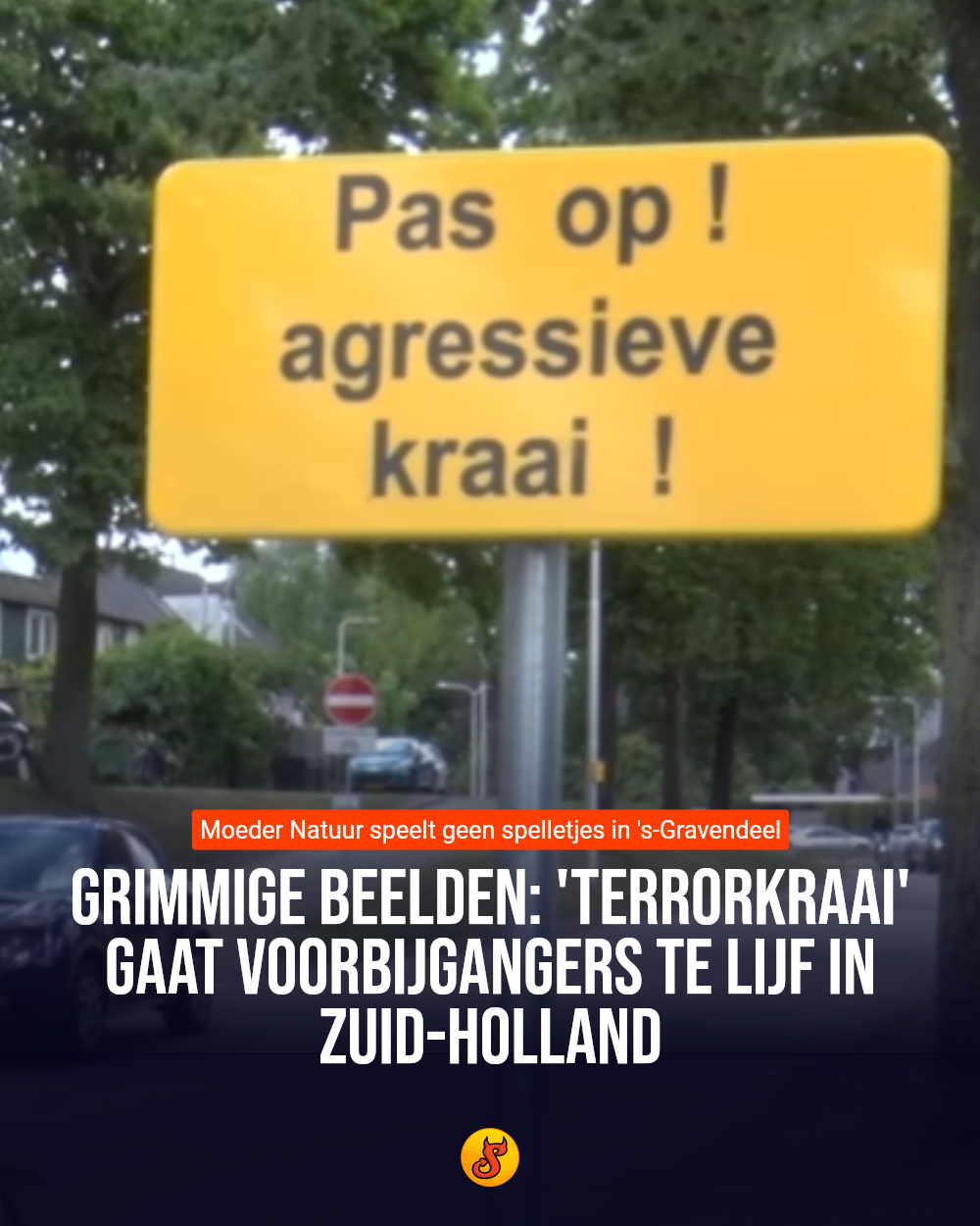 Grimmige beelden: 'Terrorkraai' gaat voorbijgangers te lijf in Zuid-Holland