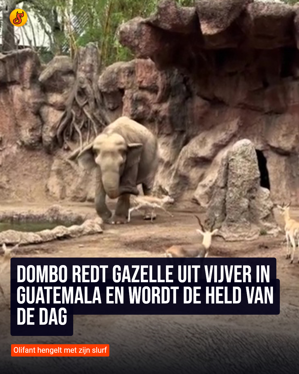 Dombo redt gazelle uit vijver in Guatemala en wordt de held van de dag