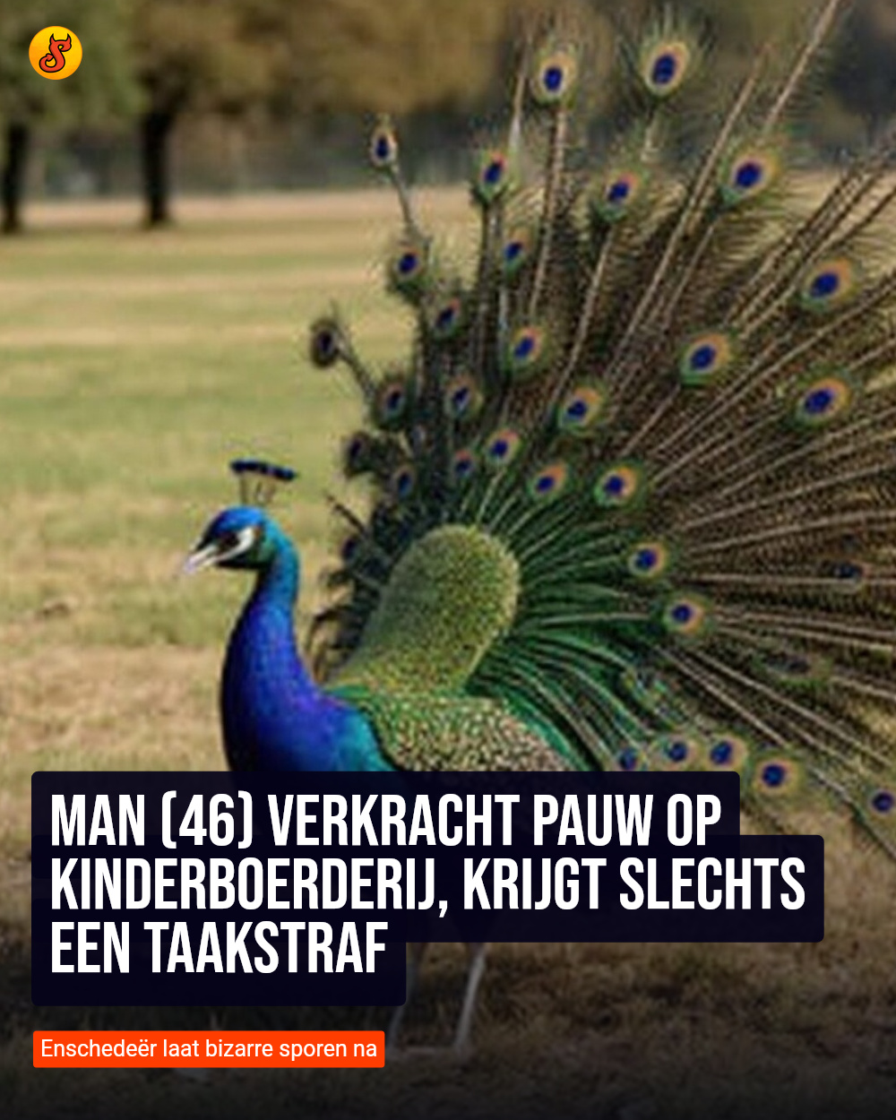 Man (46) verkracht pauw op kinderboerderij, krijgt slechts een taakstraf