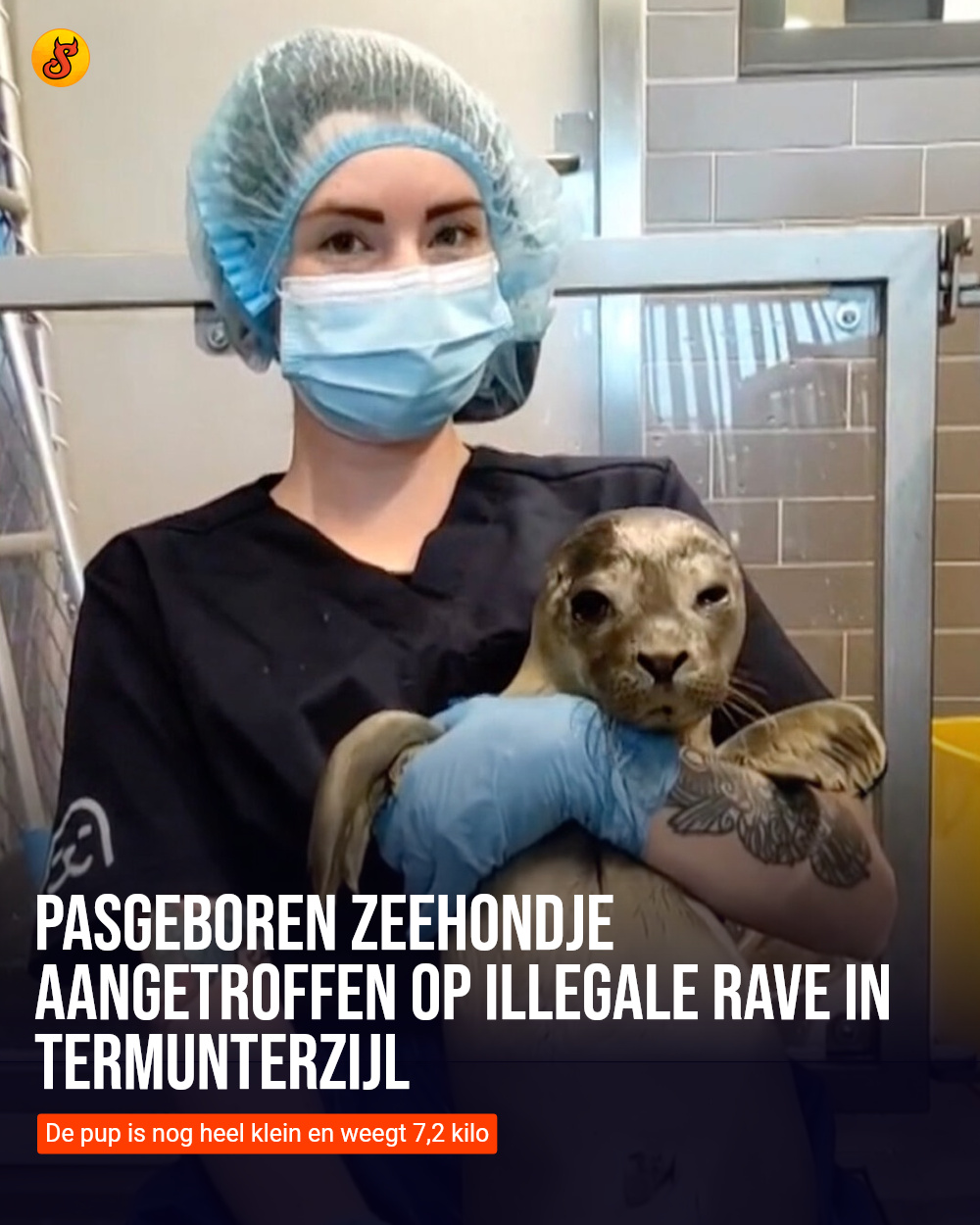 Pasgeboren zeehondje aangetroffen op illegale rave in Termunterzijl
