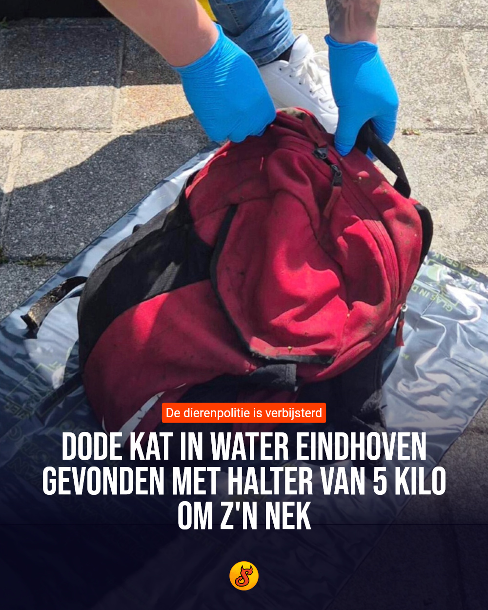 Dode kat in water Eindhoven gevonden met halter van 5 kilo om z'n nek