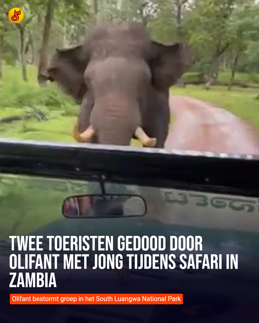 Twee toeristen gedood door olifant met jong tijdens safari in Zambia