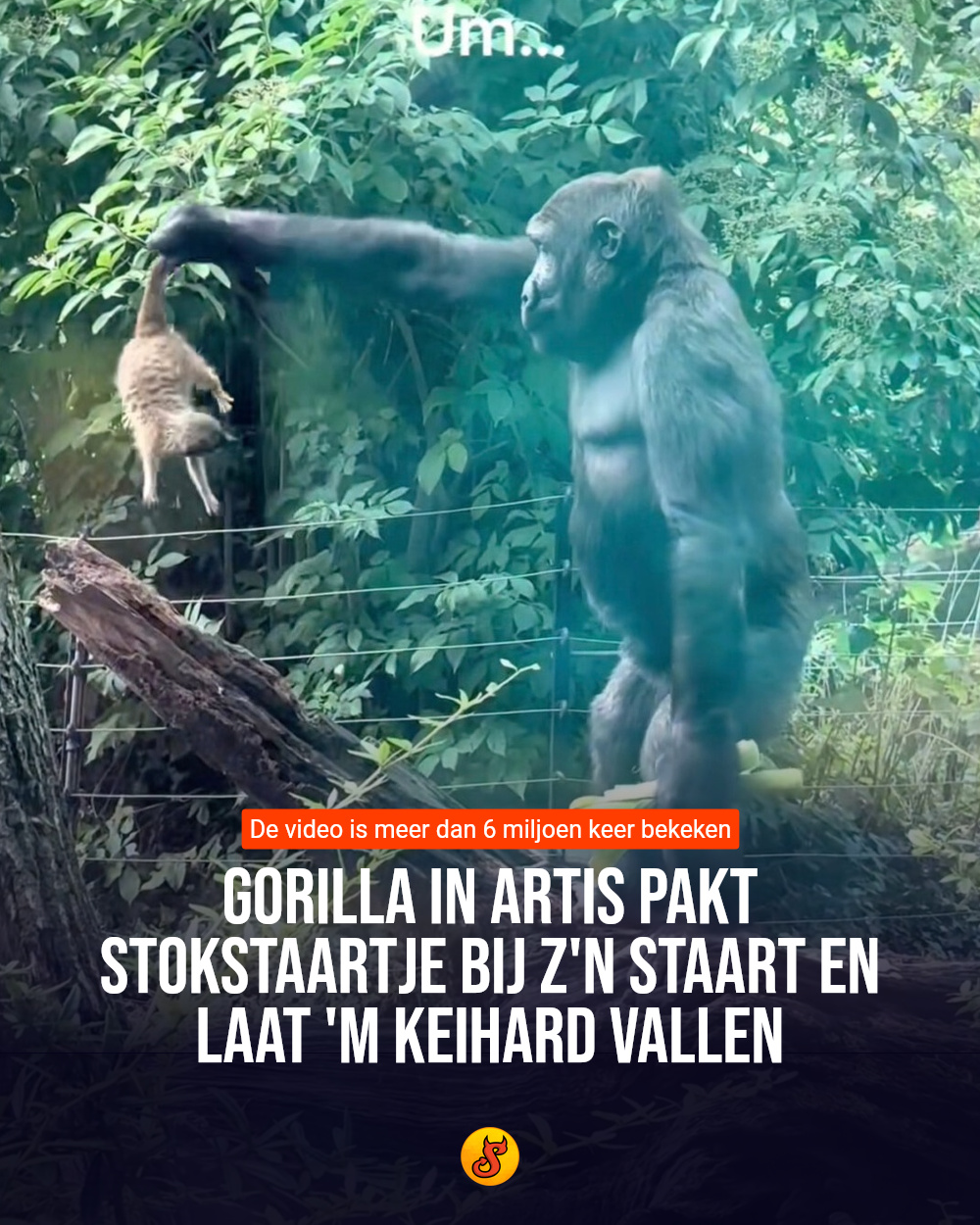 Gorilla in Artis pakt stokstaartje bij z'n staart en laat 'm keihard vallen