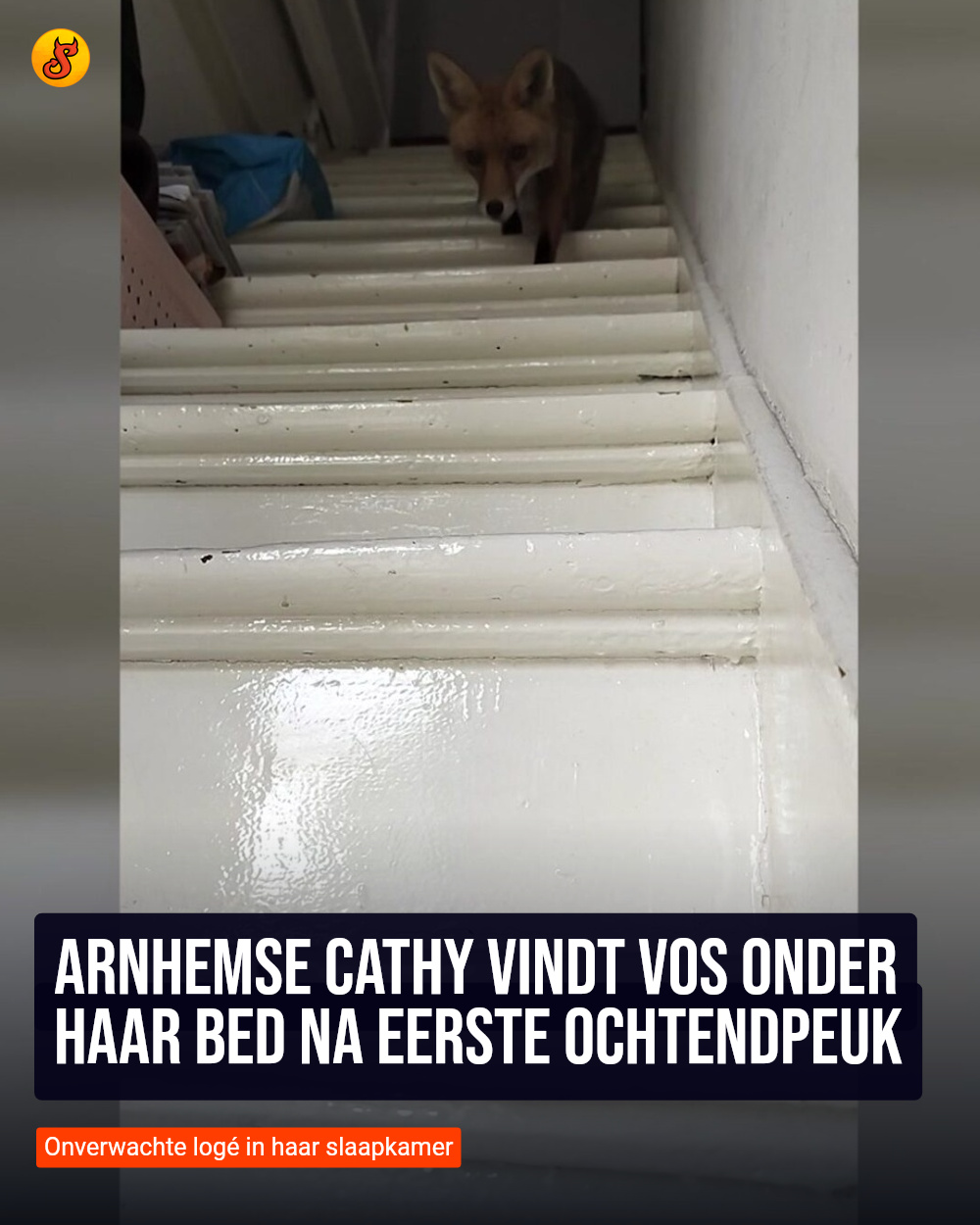 Arnhemse Cathy vindt vos onder haar bed na eerste ochtendpeuk