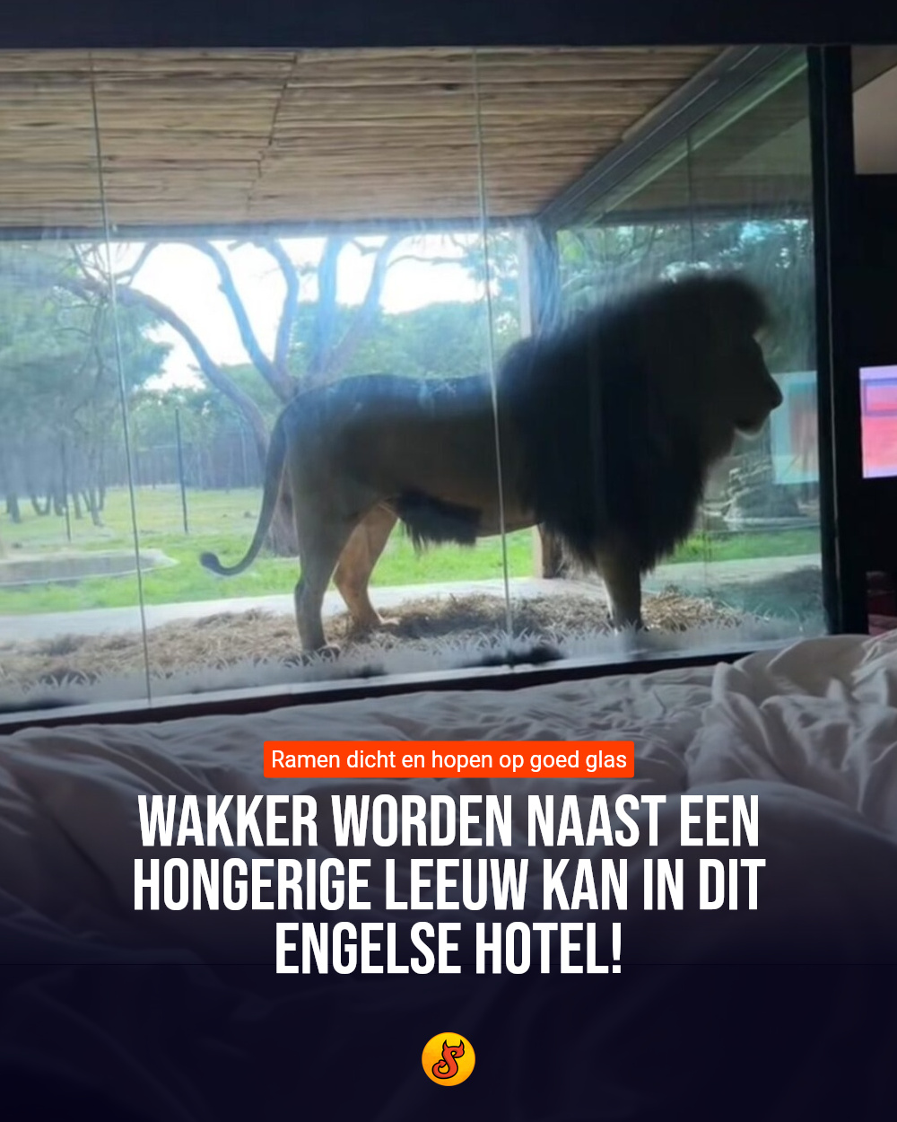 Wakker worden naast een hongerige leeuw kan in dit Engelse hotel!