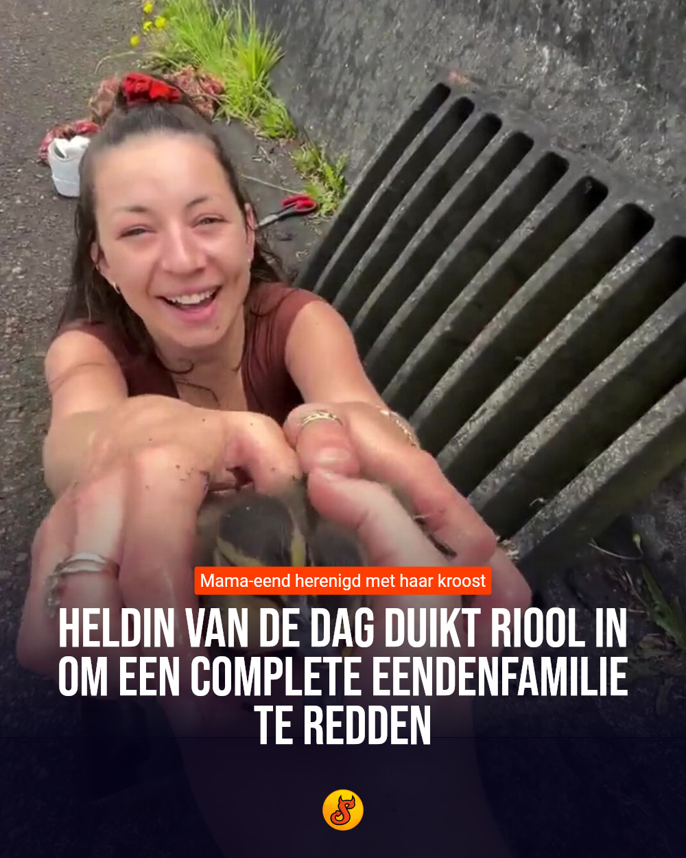 Heldin van de dag duikt riool in om een complete eendenfamilie te redden