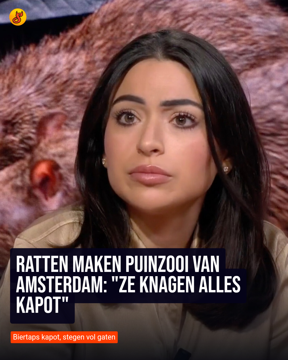 Ratten maken puinzooi van Amsterdam: "Ze knagen alles kapot"